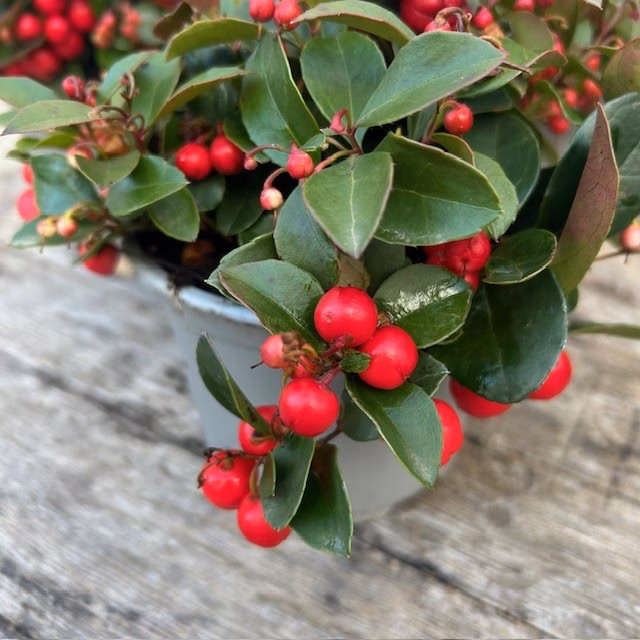 Gaultheria procumbens (Bergthee)