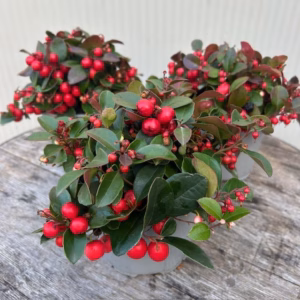 Gaultheria procumbens (Bergthee)