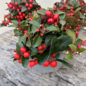 Gaultheria procumbens (Bergthee)
