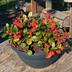 Gaultheria procumbens (Bergthee)