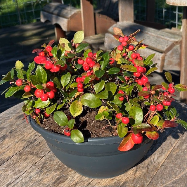 Gaultheria procumbens (Bergthee)