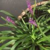 Kwart portvat 28 liter met Liriope muscari 'Money maker' (leliegras)