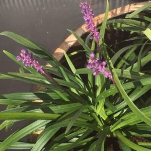 Kwart portvat 28 liter met Liriope muscari 'Money maker' (leliegras)