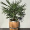 drie kwart portvat met Chamaerops humilis (Europese dwergpalm)