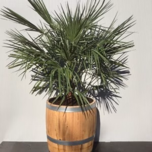 drie kwart portvat met Chamaerops humilis (Europese dwergpalm)