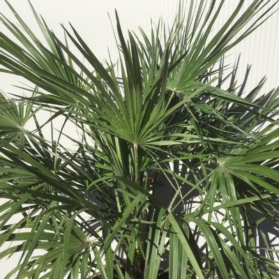 3/4 portvat met Chamaerops humilis (Europese dwergpalm)