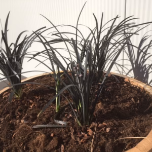 Kwart portvat 28 liter met Ophiopogon pl. Niger, (Slangenbaard)