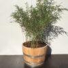Half portvat 55 liter met bamboe Fargesia Rufa