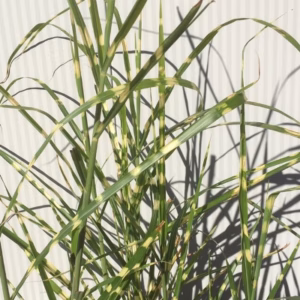 Half portvat 55 liter met Mischantus (Prachtriet)