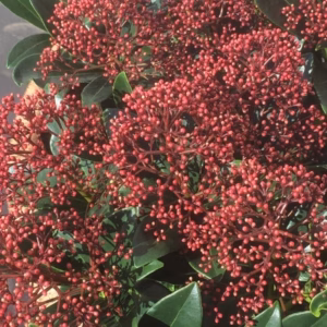 Skimmia