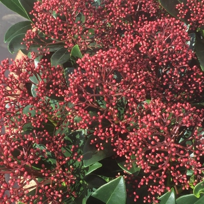 Skimmia