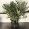 Chamaerops humilis (Europese dwergpalm)