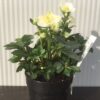 Helleborus niger Christmas Carol