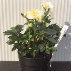 Helleborus niger Christmas Carol