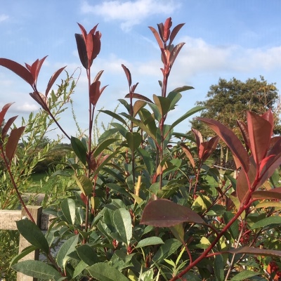 Photinia