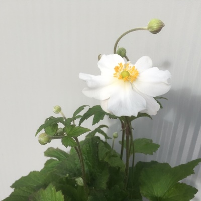 Anemone hyb. 'Honorine Jobert' (Herfstaster)