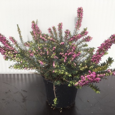 Erica carnea, (winterheide)