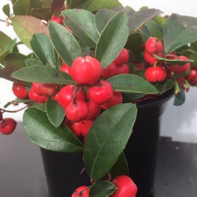 Gaultheria (Bergthee)