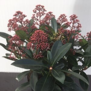 Skimmia j. Rubella
