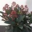 Skimmia j. Rubella
