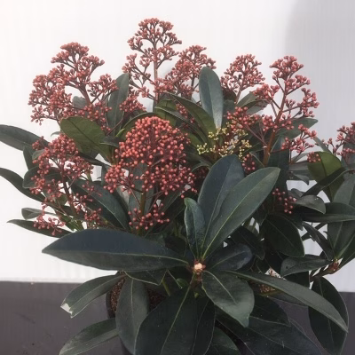 Skimmia j. Rubella