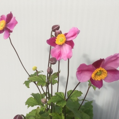 Anemone hup. 'Splendens' (Herfstaster)