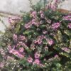 Erica carnea, (winterheide)
