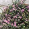 Erica carnea, (winterheide)
