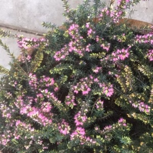 Erica carnea, (winterheide)