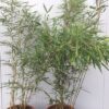 Bamboe Fargesia robusta Campbell