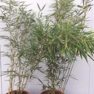Bamboe Fargesia robusta Campbell