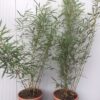 Bamboe Fargesia robusta Campbell