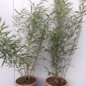Bamboe Fargesia robusta Campbell