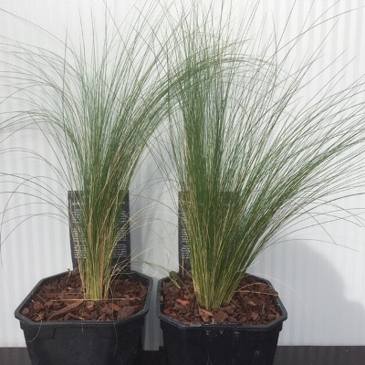 Stipa Tenuissima 'Ponytails'