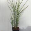 Miscanthus sin. 'Strictus' (Prachtriet)