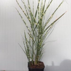 Miscanthus sin. 'Strictus' (Prachtriet)