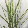 Miscanthus sin. 'Strictus' (Prachtriet)
