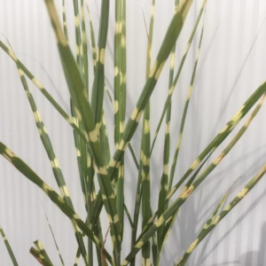 Miscanthus sin. 'Strictus' (Prachtriet)