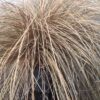 Carex comans 'Bronze form' (Zegge)