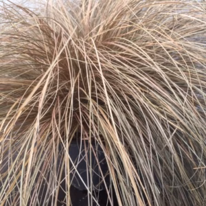 Carex comans 'Bronze form' (Zegge)