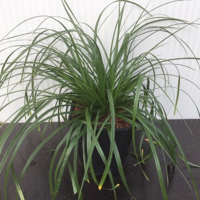 Carex oshimensis Evergreen (Zegge)