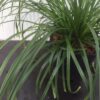 Carex oshimensis Evergreen (Zegge)