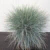 Festuca glauca 'Elijah Blue' (Blauw schapengras)