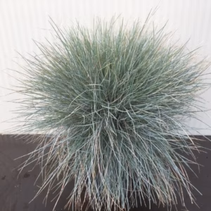 Festuca glauca 'Elijah Blue' (Blauw schapengras)
