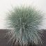 Festuca glauca 'Elijah Blue' (Blauw schapengras)