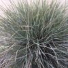 Festuca glauca 'Elijah Blue' (Blauw schapengras)