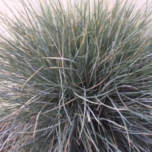 Festuca glauca 'Elijah Blue' (Blauw schapengras)