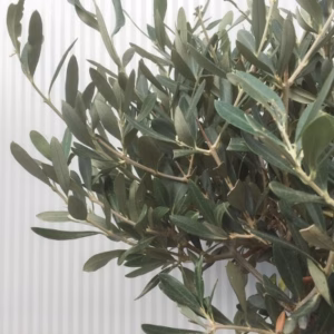 Olea europaea (Olijf) op stam