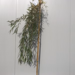 Salix sepulcralis “Chrysocoma” (treurwilg op stam)