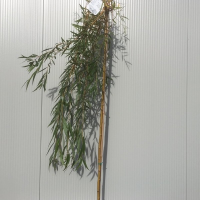 Salix sepulcralis “Chrysocoma” (treurwilg op stam)